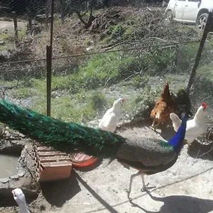 https://agriturismo-ticci.in-sardinia.net